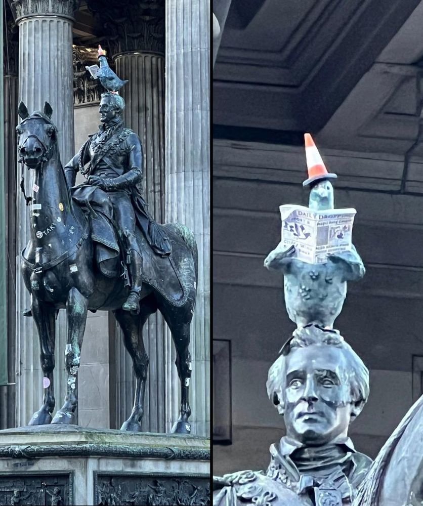 A split image of the Duke of Wellington statue in Glasgow, Scotland, featuring a new intervention by street artist The Rebel Bear. On the left, the full equestrian statue is shown outside the Gallery of Modern Art, with a sculpted oversized pigeon perched on the Duke’s head, holding a folded newspaper in its wings. On the right, a close-up reveals the pigeon wearing a tiny traffic cone while reading a miniature “Daily Dribble” paper, replacing the statue’s famous full-sized cone. The playful artwork adds a humorous twist to the iconic landmark.