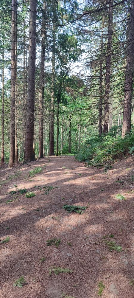 The trail in the woods