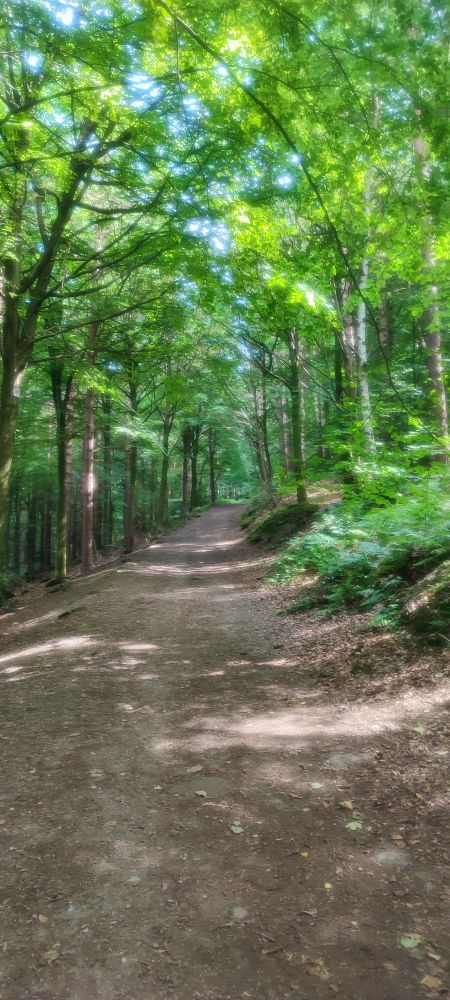 Trails through the woods