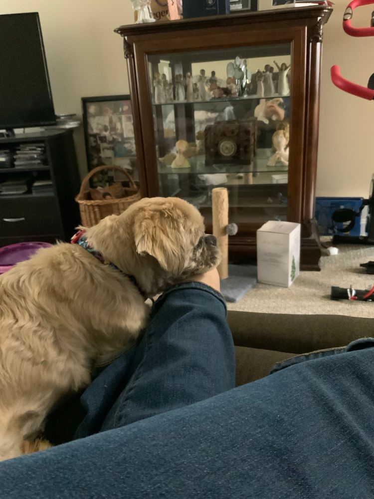 Tan shih tzu using an outstretched jean-covered leg as a chin rest. 