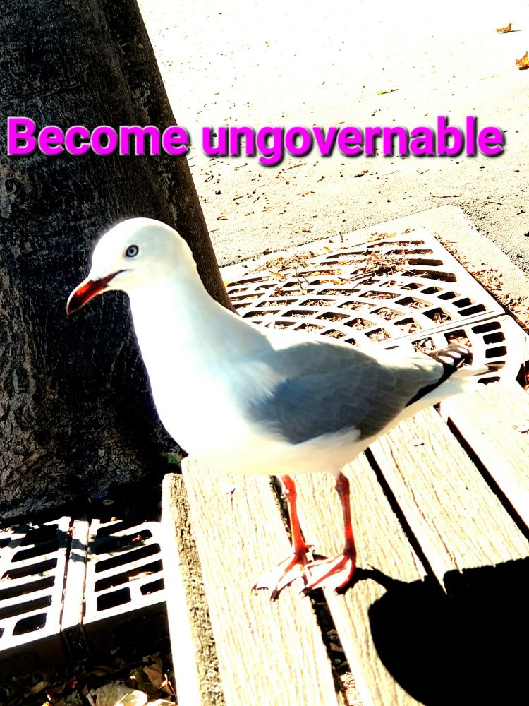 A seagull stands on a public bench staring while above it in pink text is Become Ungovernable.