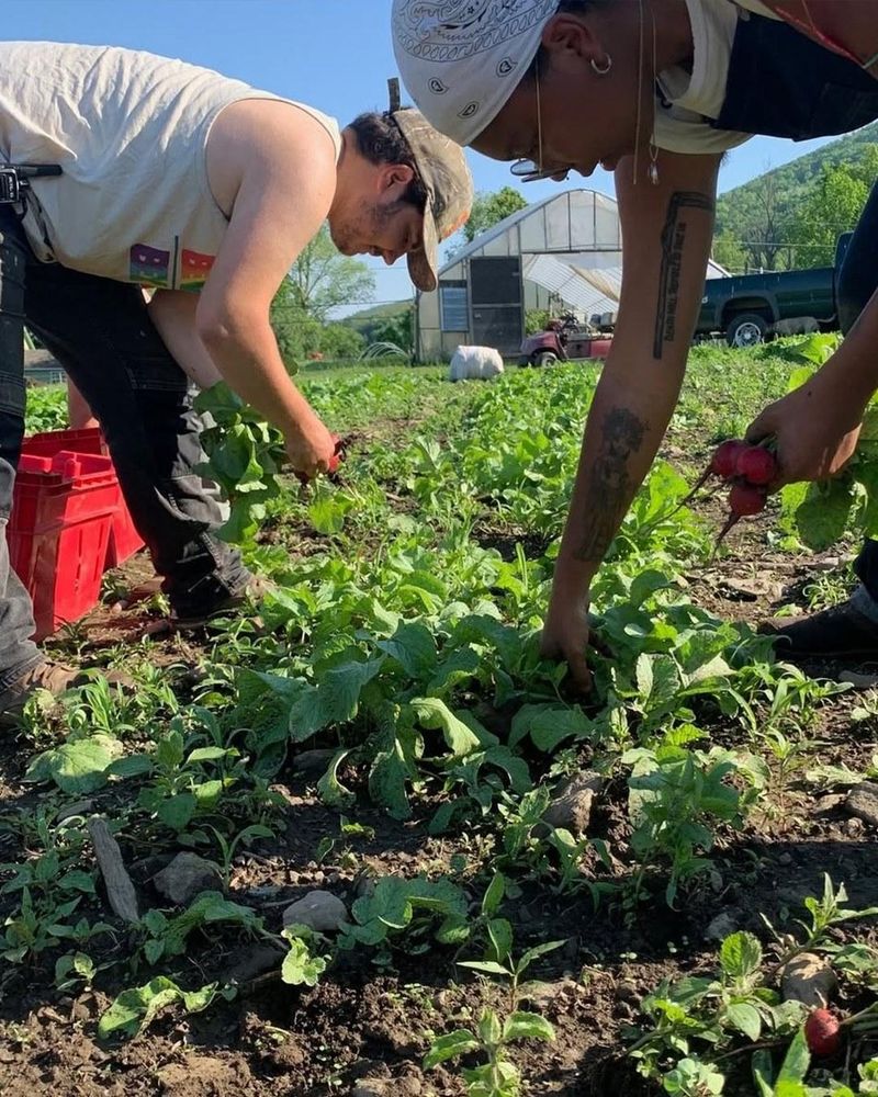 Two people are bending down in a field picking a vegetables