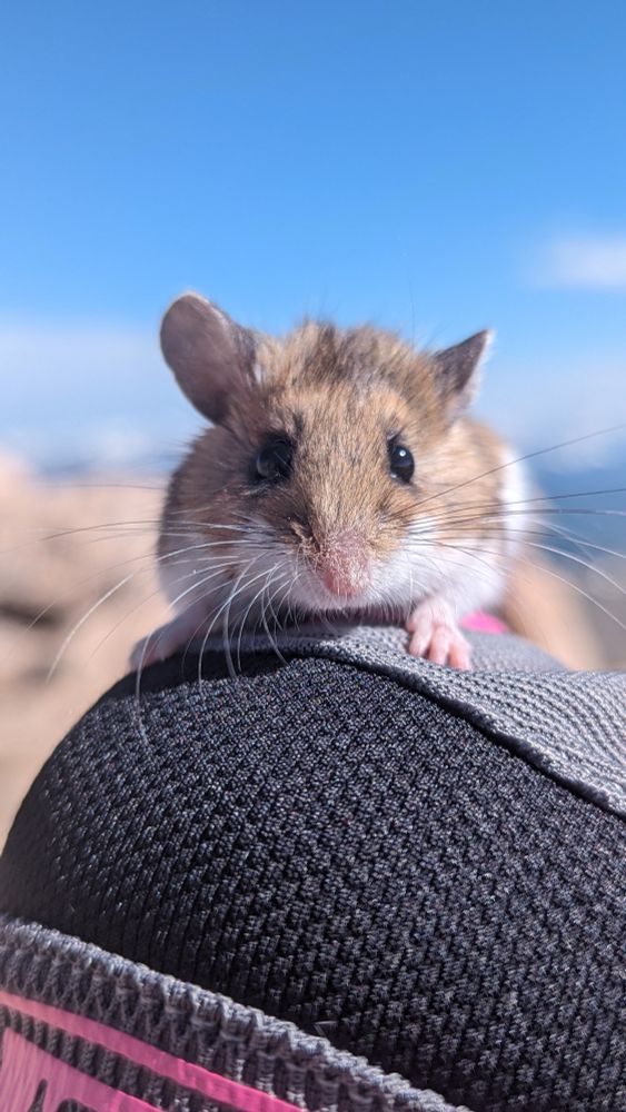 A deer mouse