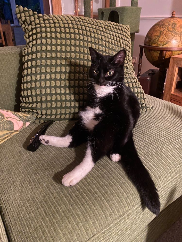 Jake (tuxedo cat) sat like a people on a green couch with a tv remote next to him. He has a dopey little face and is staring in to the distance.