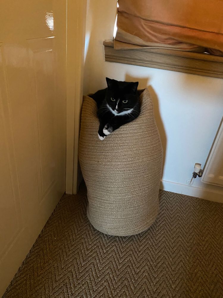 Elwood (tuxedo cat) perched awkwardly on top of a jute washing basket kind of looking like one of those snakes that hang out in baskets