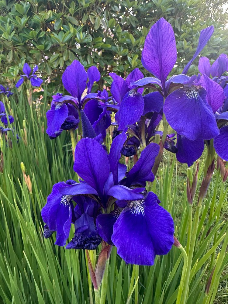 Purple iris at sunrise