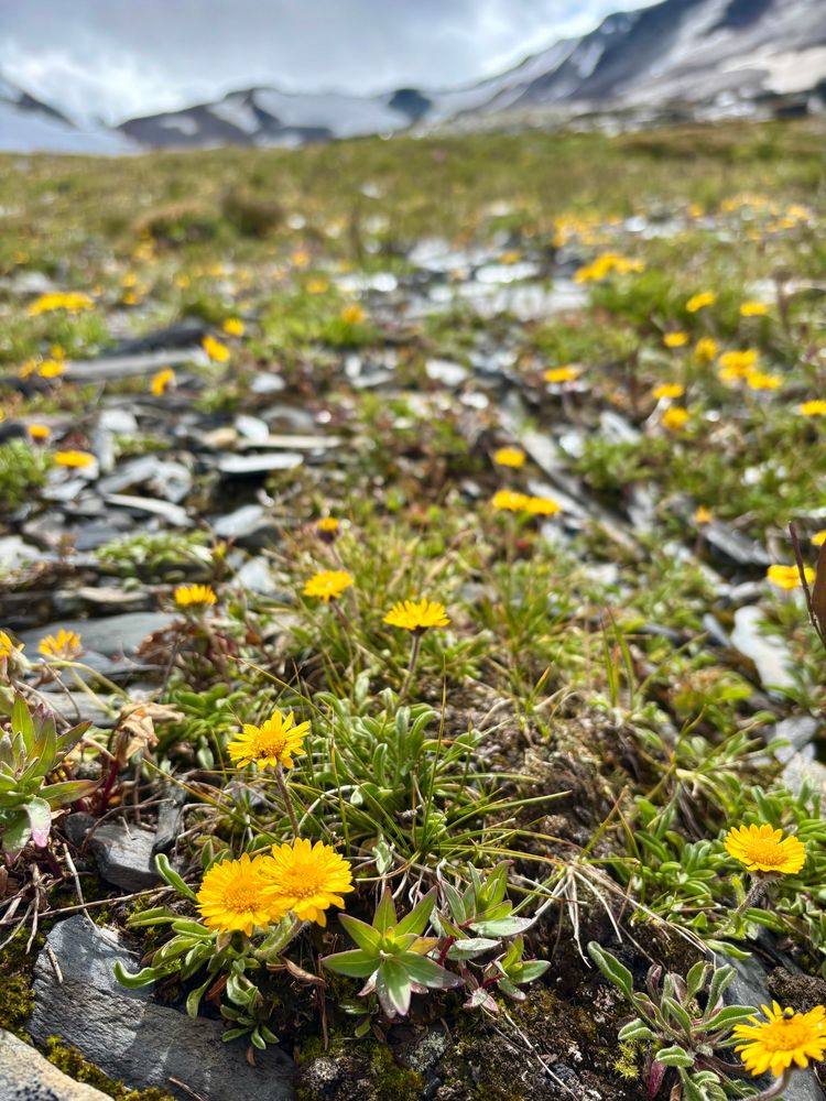 Small yellow flowers in the alpine (erigeron aureus) 