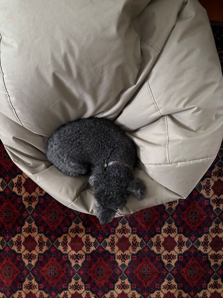 Small Dog in a bean bag chair