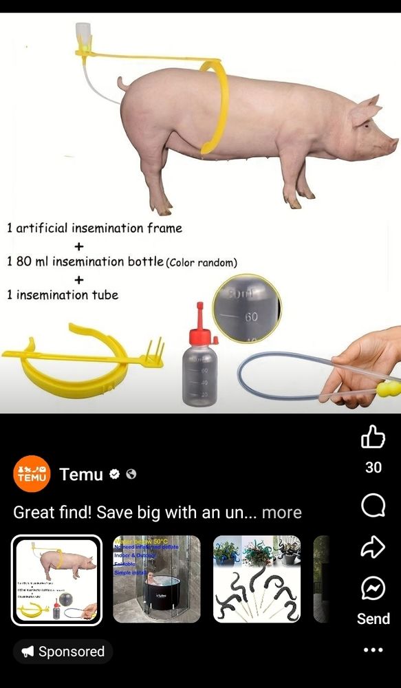 A screenshot of a Temu add showing a pig being artificially insemi after by a plastic thingy. The text says "1 artificial insemination frame + 1 80ml I semi ation bottle (color random) + 1 insemination tube." Below that it says "great find". It's not a great find.