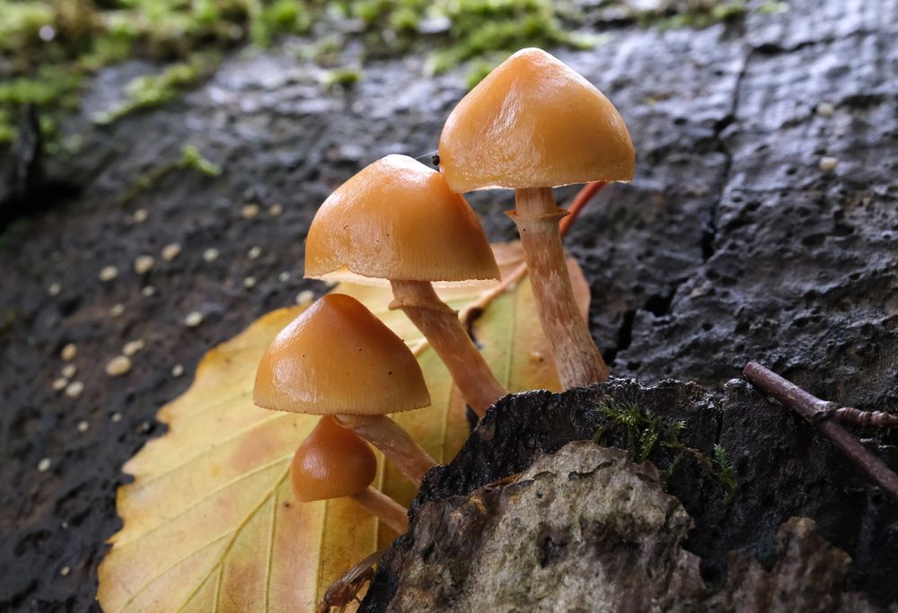 A group of four fungi descending on a bare log. each smaller than the previous. Just behind the fungi is a yellow/brown beech leaf