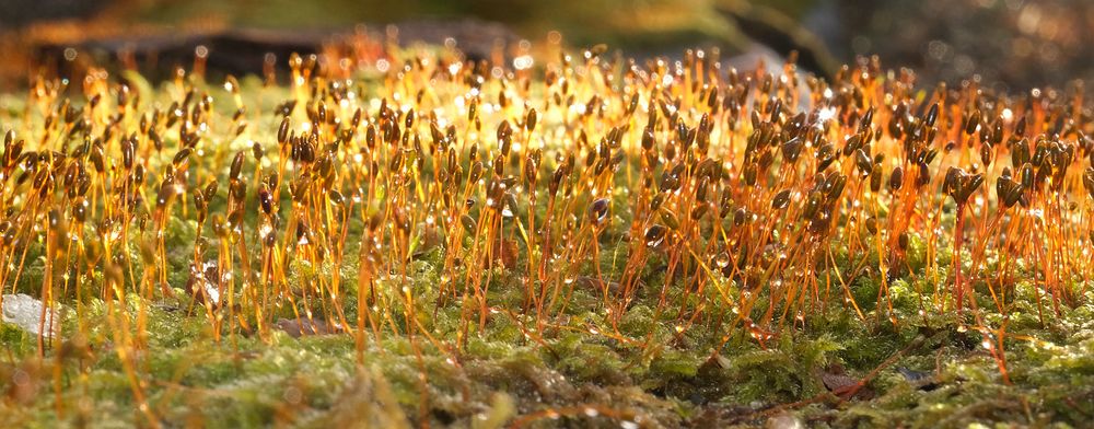 Panorama shaped photo of a mass of golden sporophytes growing on a mossy log. Backlit.