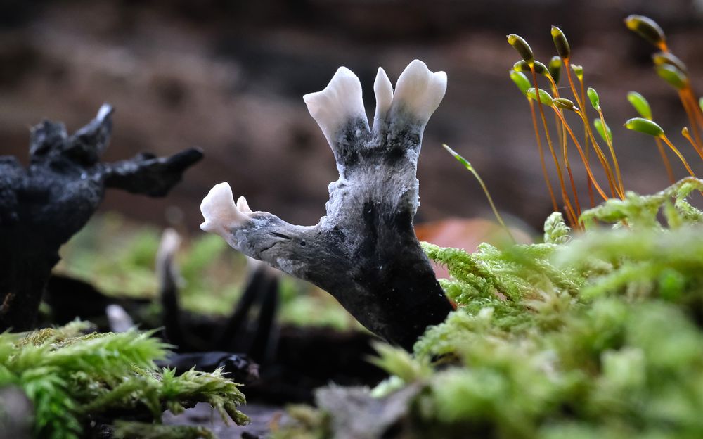 A single candlesnuff fungus, flattish black at the base, becoming grey and finally white at the antler-like tips. Moss sporophytes in the background