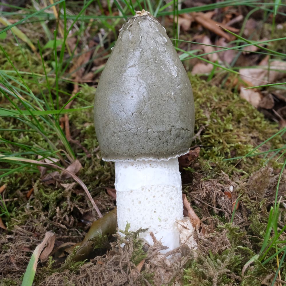A single stinkhorn with a thick white cellular stem and a smooth olive green pointed cap
