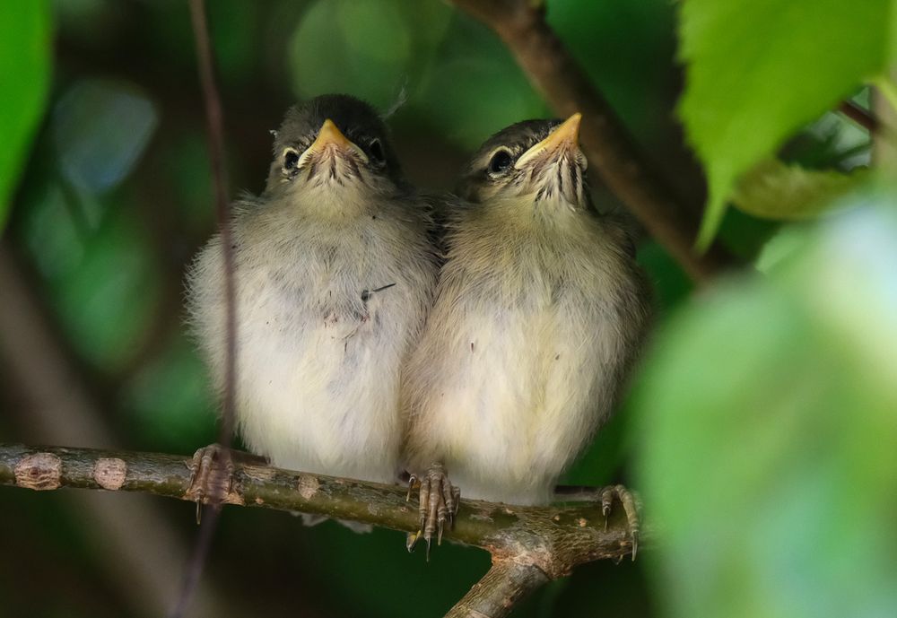 Two fledglings, possibly chiffchaff, sitting on a branch close together. Feet wrapped round the  branch, yellow fledgling beaks pointing up