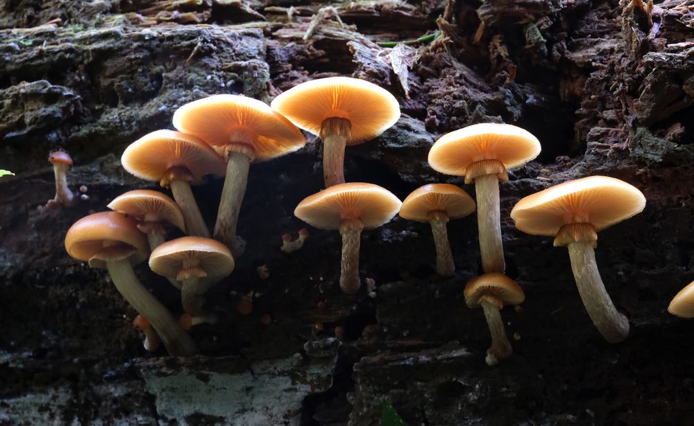 A view of the Funeral bell from underneath, the light is picking out the thin edges of the fungi. There is a small, skirt-like ring on the stalk