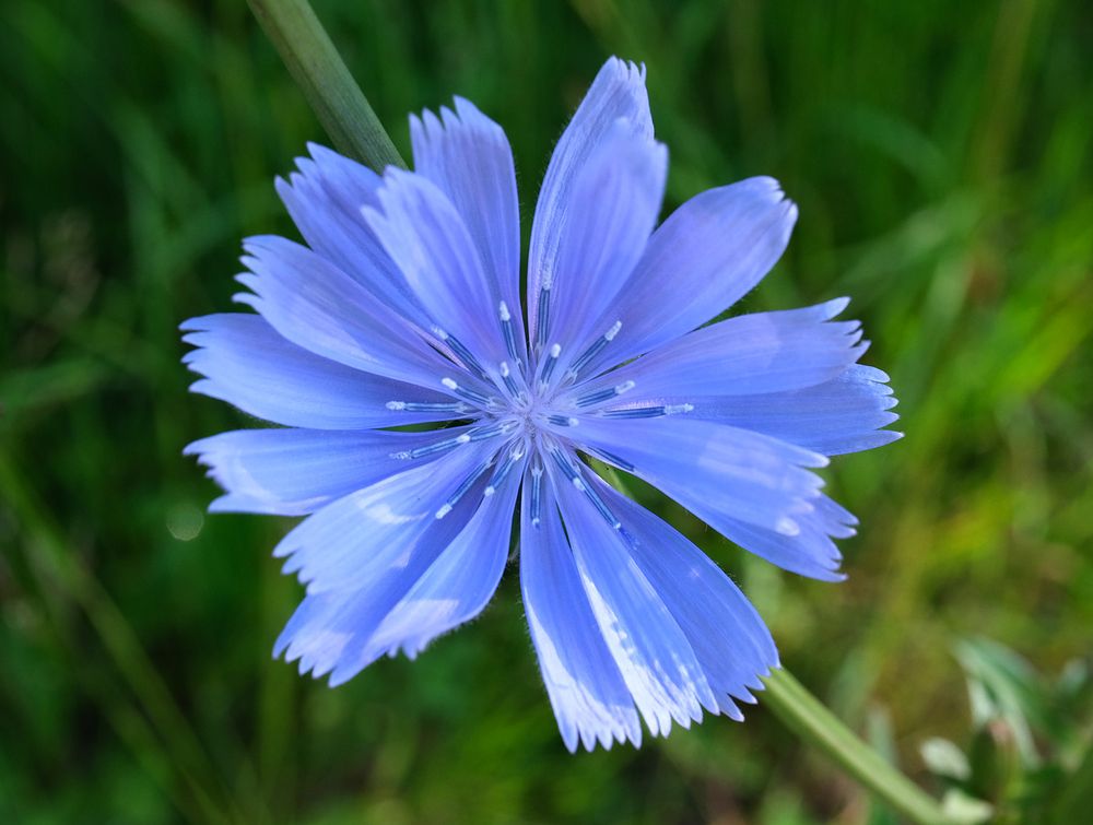 A single flowerhead of a fine blue chicory flower. radiating petals, toothed ends to the petals