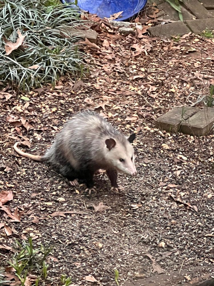 A possum in daylight in a back yard strewn with sunflower seed hulls. Its little pink toe-fingers are splayed wide on the ground, and its expression looks intensely focused. 