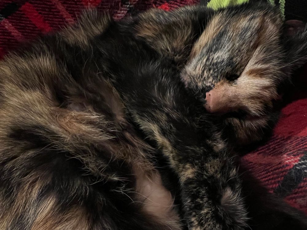 Closeup of a tortoiseshell cat sleeping. She’s adorable. 