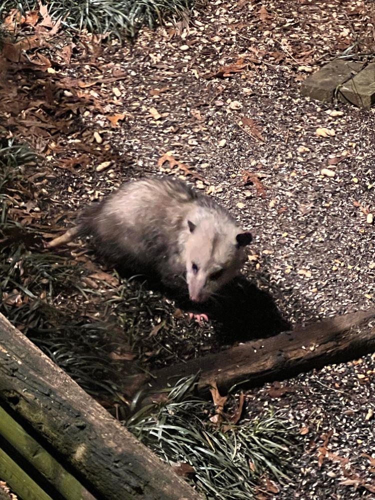A large older possum with a truncated tail about 5 inches long