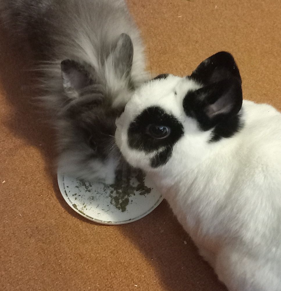 A white dwarf bunny with black ears and a grey lionhead bunny are sharing a crunchy treat.