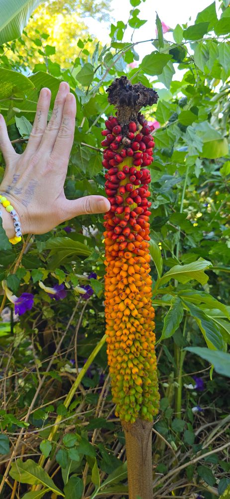 a pale hand is stretched out next to a large stalk with small fruits covering the top 30in/76cm. the fruits at the top are red, but they change to orange in the middle and green at the top, showing various stages of ripeness. the stalk - called a corm - is among green plants with purple flowers, which are unrelated.