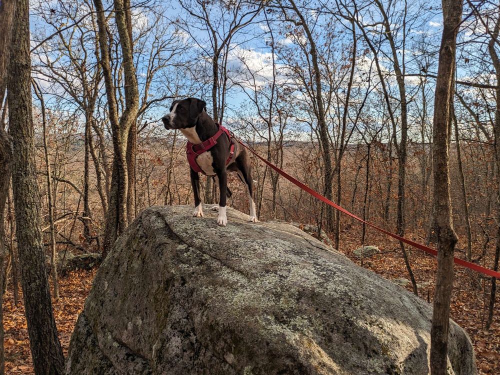 Gertie at the 50 foot drop park