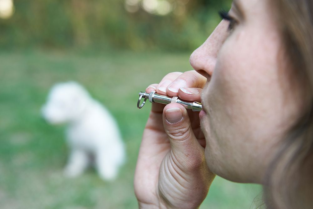 A small white dog representing subconsciously racist median voters is being dogwhistled by some woman. 