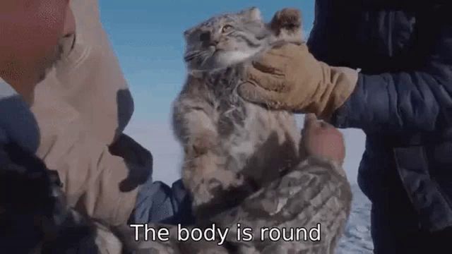 a man is holding a cat in his arms and says the body is round .