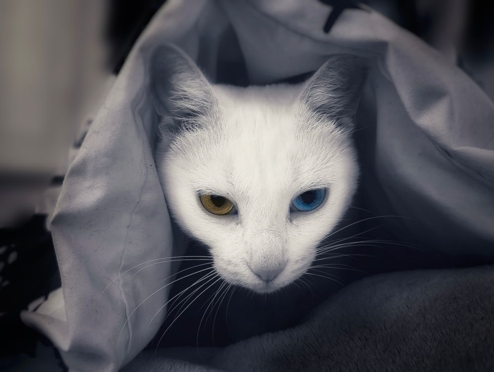 B&W photo of a cat with a slightly gray blue overall tone. The cat's face is the most visible element, incredibly white as if under direct spotlight, and her color-enhanced yellow and blue eyes also stand out. She is looking from under a duvet.