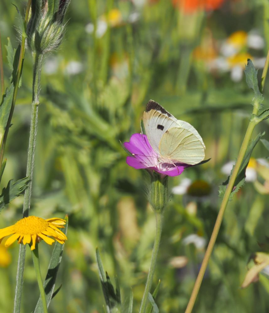 Large White feeding on pink Corncockle, 7 seen
