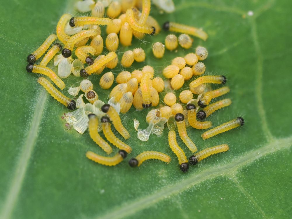 A cluster of yellow eggs, some with tiny black heads visible as the minute first instar caterpillar prepares to emerge. There are some empty, partially eaten white shells. Several yellow caterpillars with black heads and white spikes along their bodies crawling on the nasturtium leaf or on the bodies of their siblings