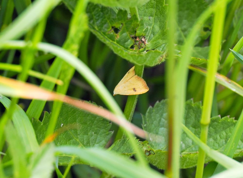What I think is a tiny Straw Dot moth seen on Millennium Fields York. It's yellow with a dark patch on the forewing. Seen deep in the long grasses so quite a tight crop.