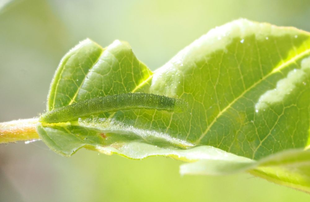 "Assume the position". Tail firmly gripping the central vein of the leaf and the rest of the body raised. Again, brilliantly camouflaged against the green leaf. This is another common posture 