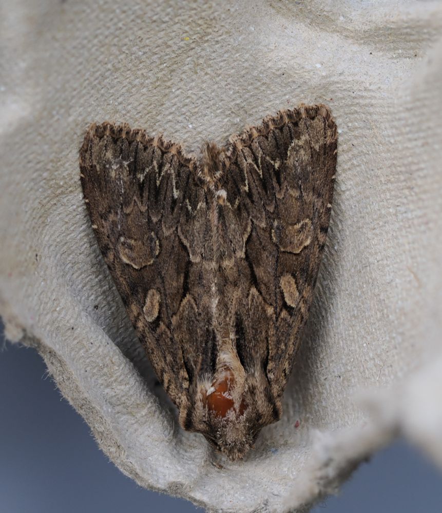 Dark Arches with many scales missing on the head