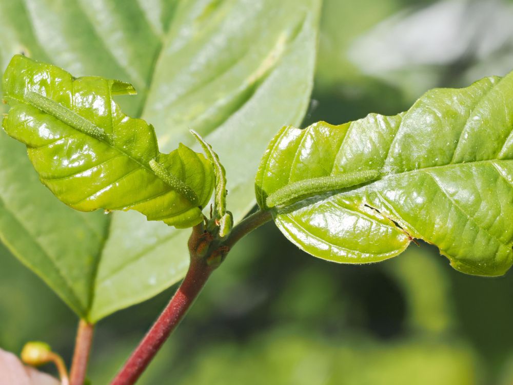 3 second instar Brimstone butterfly larvae sitting along the central vein of their Alder Buckthorn home & nursery. They spend most of their not eating time in this position, blending brilliantly with the green of the leaf.
Two on the left leaf and one, slightly larger with head raised facing the stem on the right leaf.