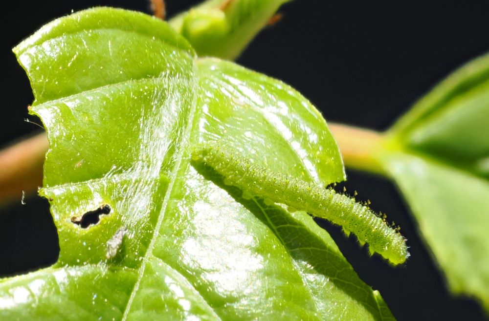 The raised body is a bit more visible here against the dark background. Tiny globules of yellow liquid present on the raised spikes.
On the left side of the leaf, slightly below the hole chewed by the caterpillar, is a mesh of silk and below that the shed first instar skin.
