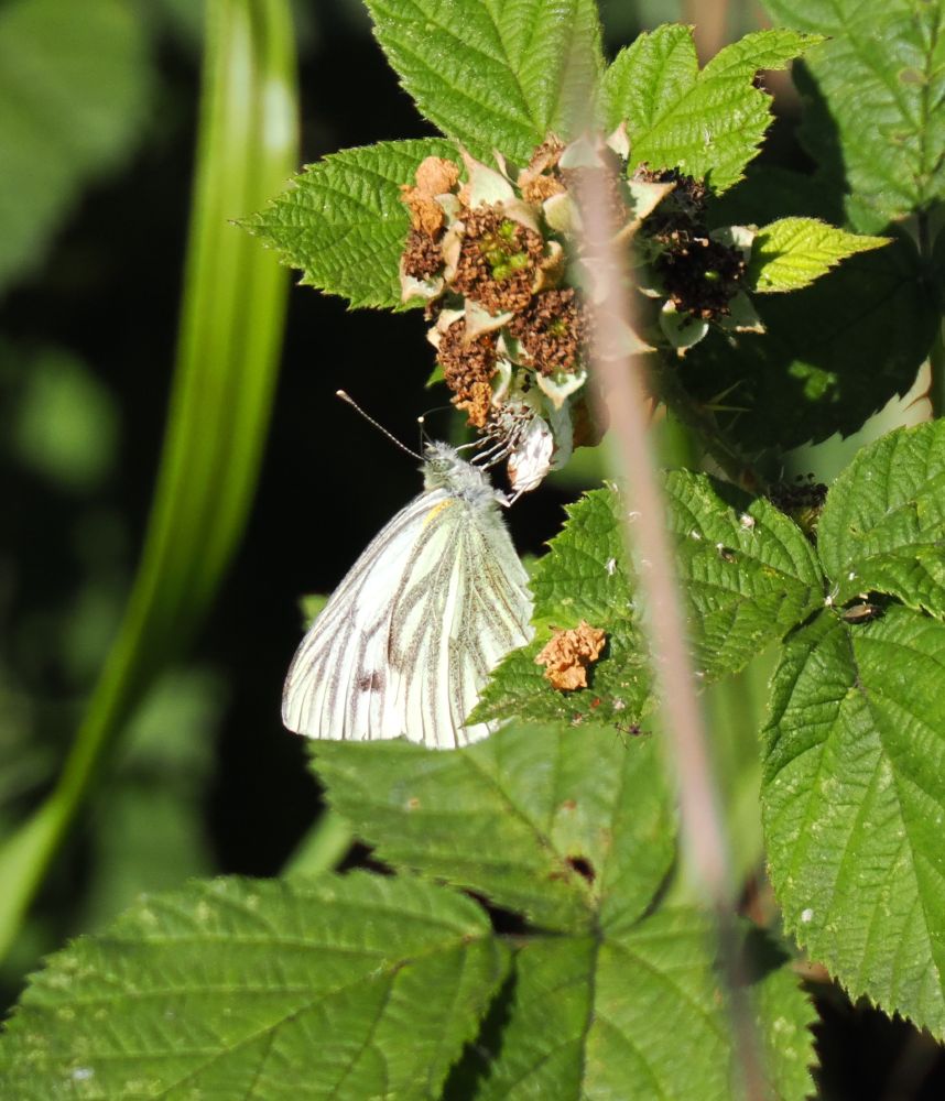 Just one distant GReen Veined White feeding on one of the few remaining Bramble flowers