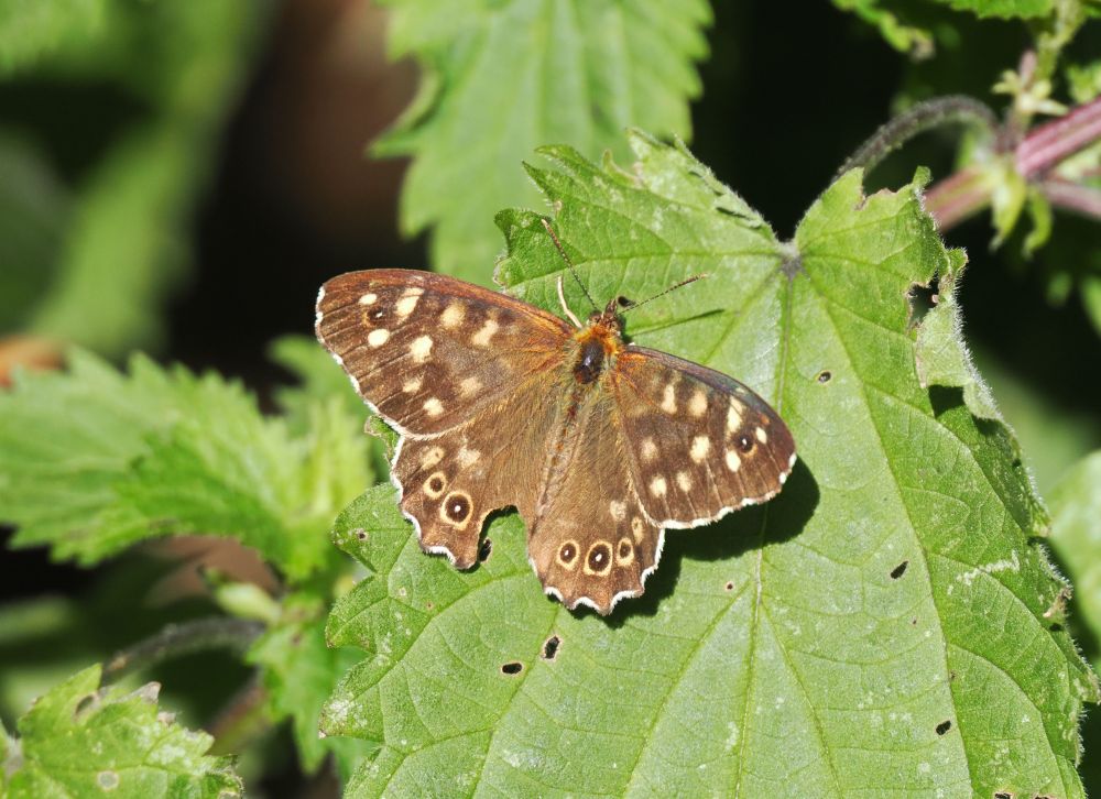 3 Speckled Wood, this one missing a bit of the lower left wing. Its flight will not be affected