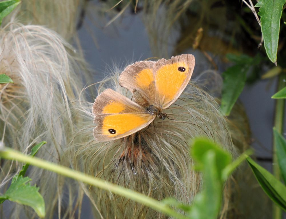 Clematis Tangutica has beautiful yellow flowers and wonderful seed heads, perfect for a sun bathing Gatekeeper.