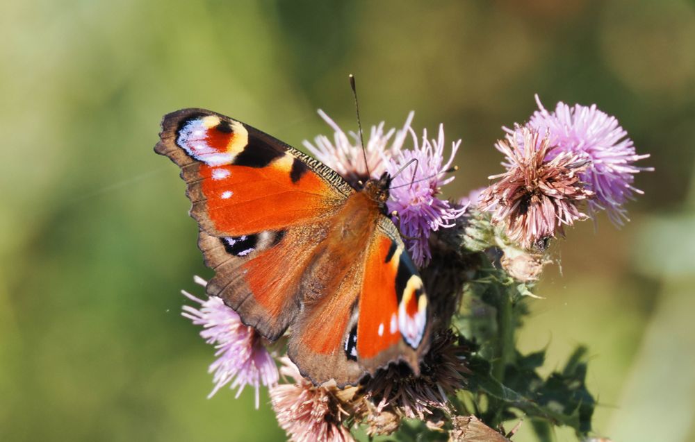 Vibrant Peacock, red, black, blue, gorgeous insect. Just one seen here but 11 in the gardens