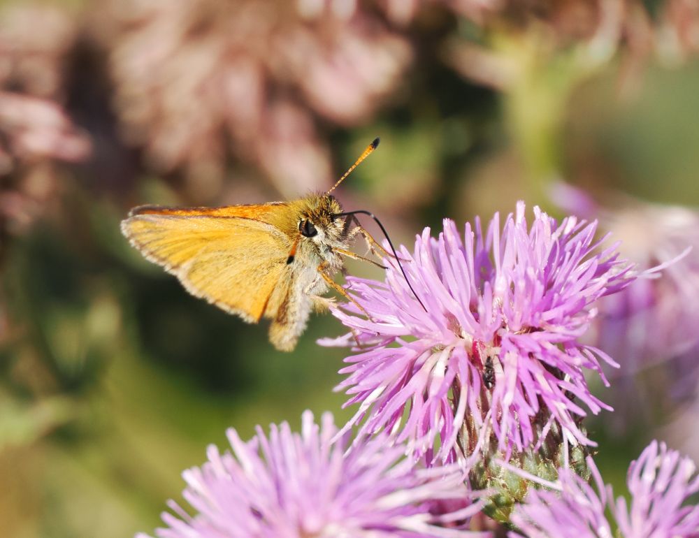 8 Essex Skippers seen this morning, the black tip of the antennae distinguish it from the very similar Small. May have been more but they were mostly in the long grass. I only saw them for the first time last year, one at this site and 4 at the other smaller less diverse site.