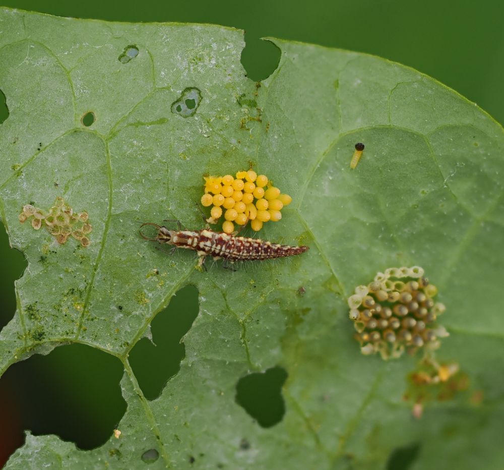 At the right of this shot is an out of focus clump of eggs surrounded by empty shells. Central is another cluster of eggs and at the bottom of the clump is a brownish red and white insect which in other shots was seen eating the eggs. I do not know what this insect is.