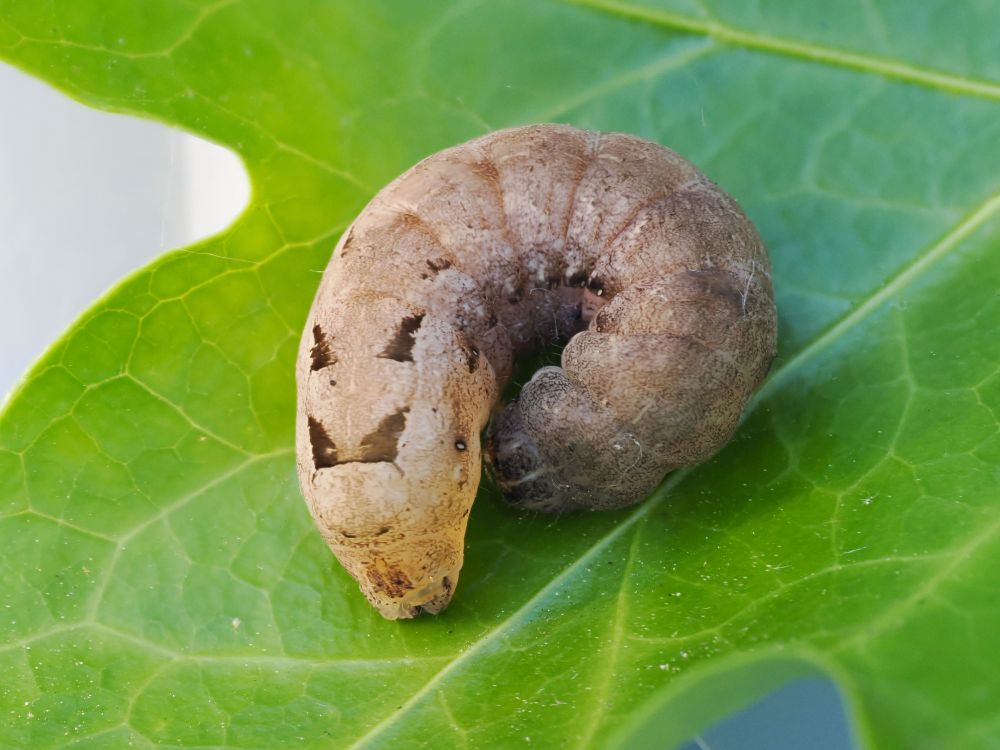 Rescued from its walkies on the pavement this evening, I think a Large Yellow Underwing moth caterpillar. Its body is curled and its head is tucked into the curve. It's now safe with plenty of food, will be watched carefully and hopefully there will be a new moth in a few weeks.