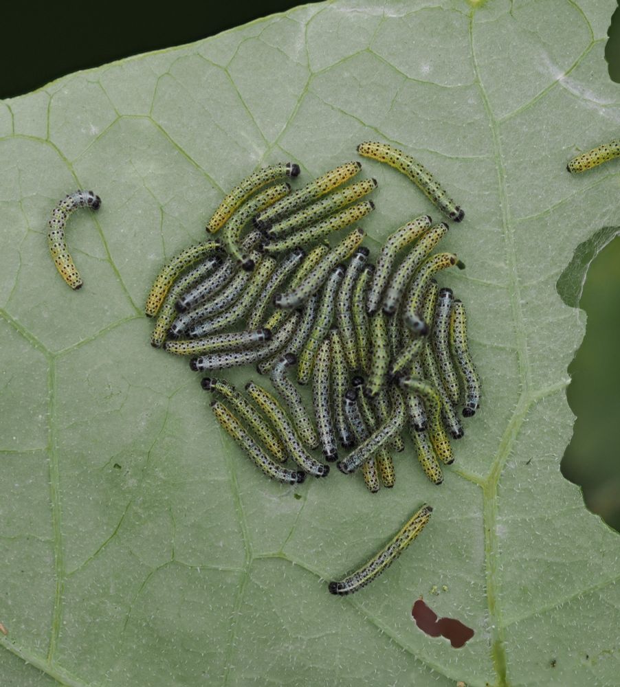 A healthy looking clump of green and yellow with dark spots 2nd instar. When they are 4th instar I'll bring a few home and raise them
