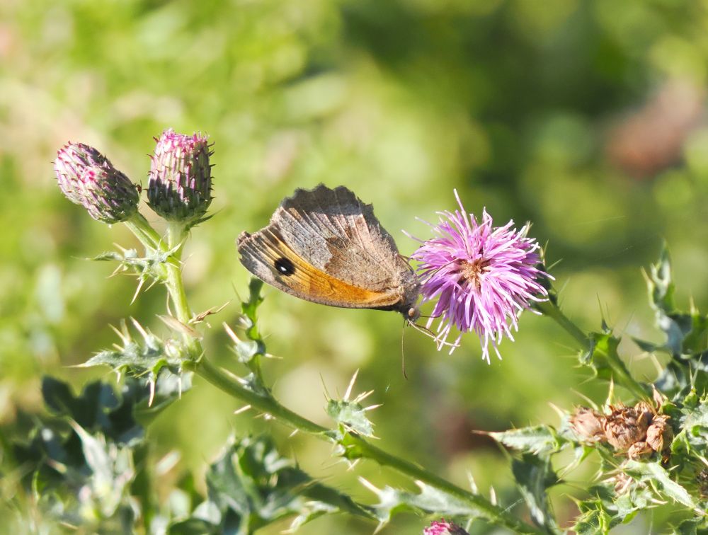 Meadow Brown, 21 seen.