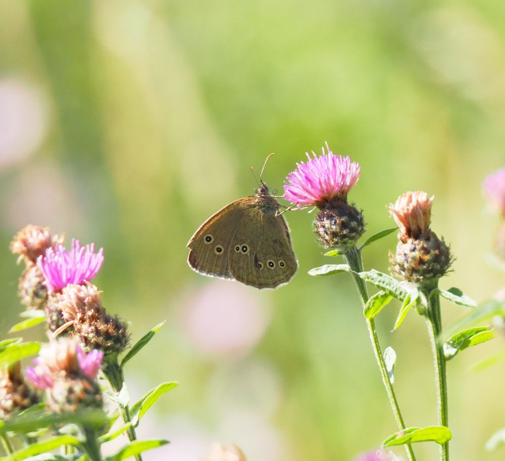 Ringlet. 17 today