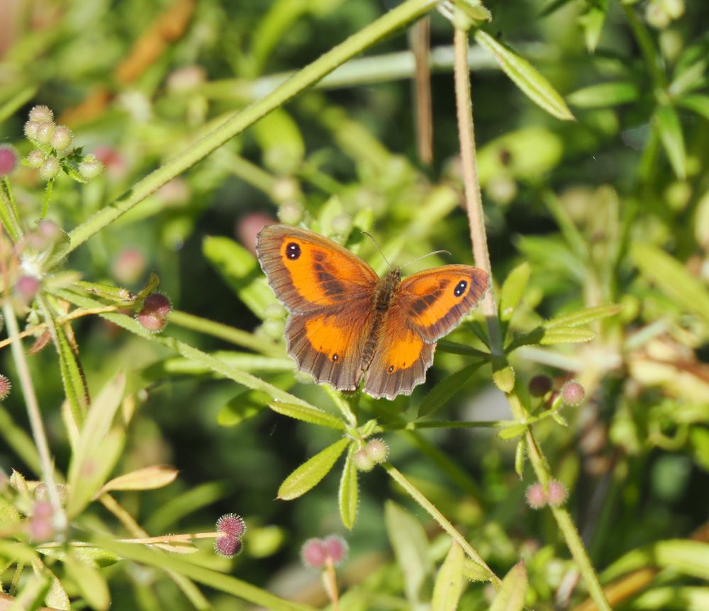 The delightful brown and orange Gatekeeper. 6 seen today