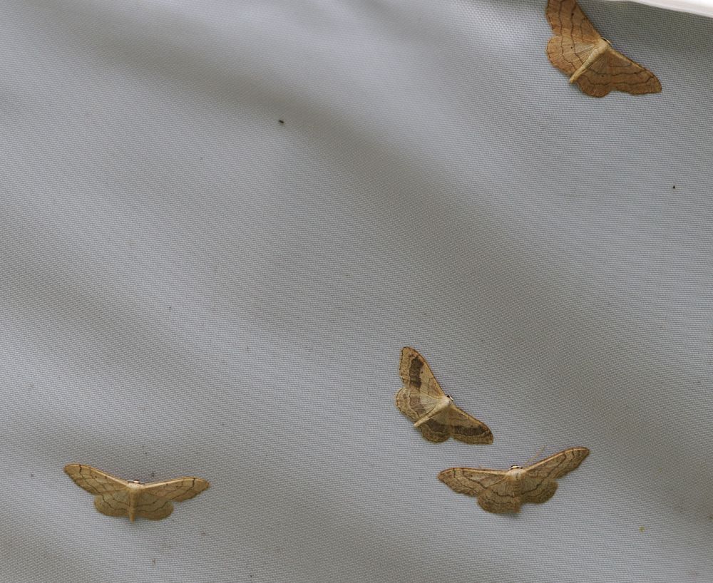 Just a few of the Riband Wave moths on the outside if the trap this morning