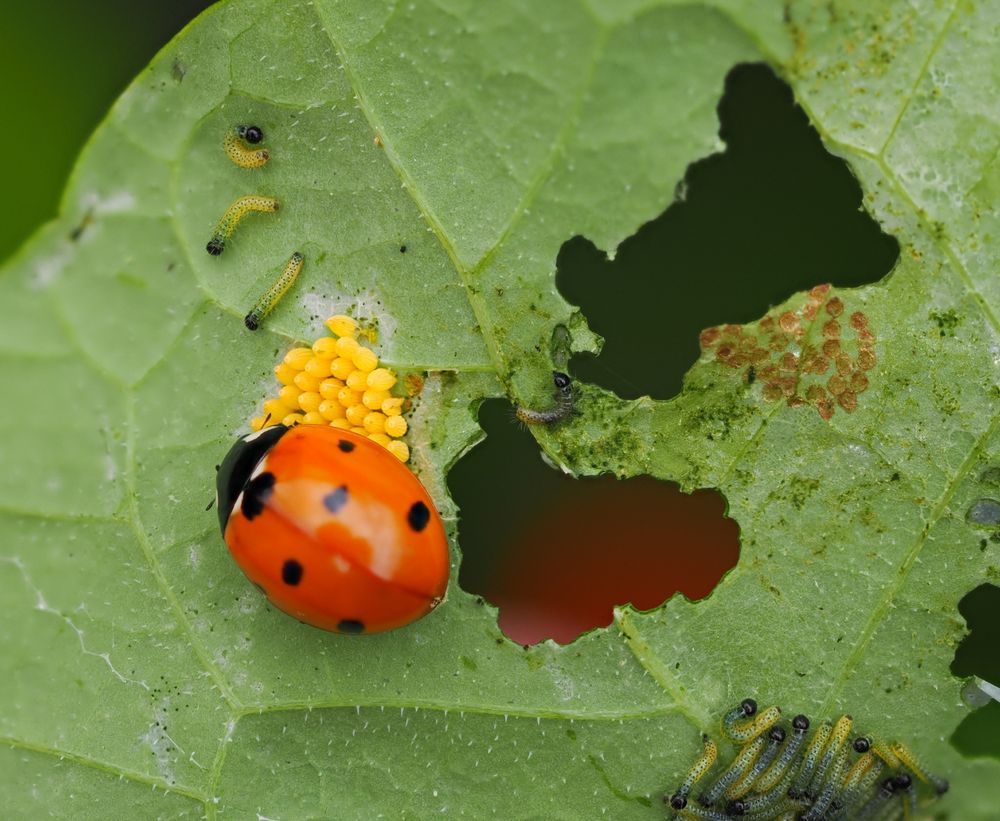 Another enemy, this time a 7 Spot Ladybird happily feeding on the eggs. There are several larger caterpillars bottom right and above the eggs 3 yellow first instar. Centre right is a cluster of brown circles, probably/possibly where eggs were laid, the caterpillars emerged and all the shells eaten. 