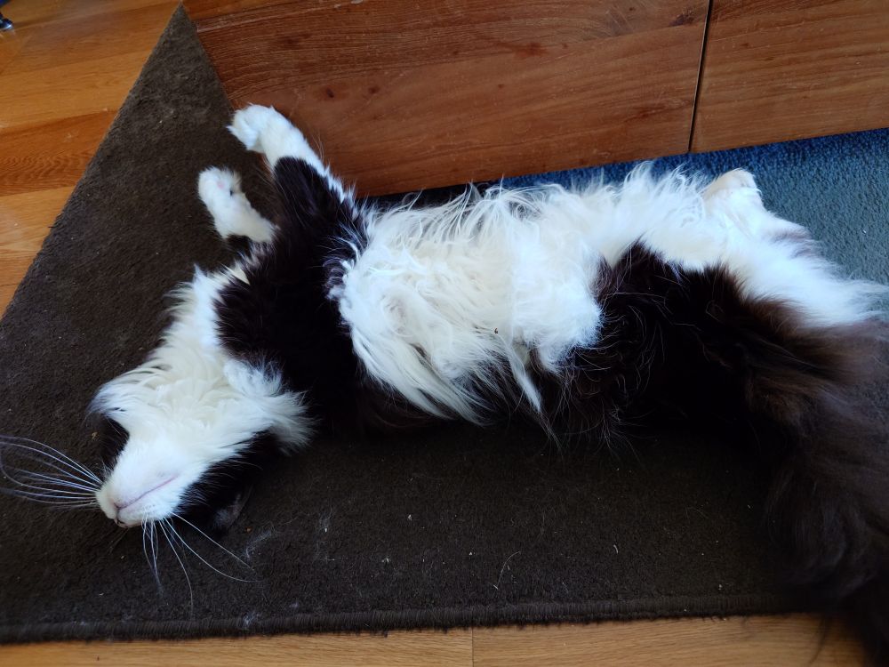 Tez, a black and white Maine coon cat is laying on her back enjoying the breeze from a fan.